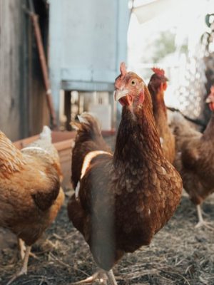 I never taught&nbsp;Chicken